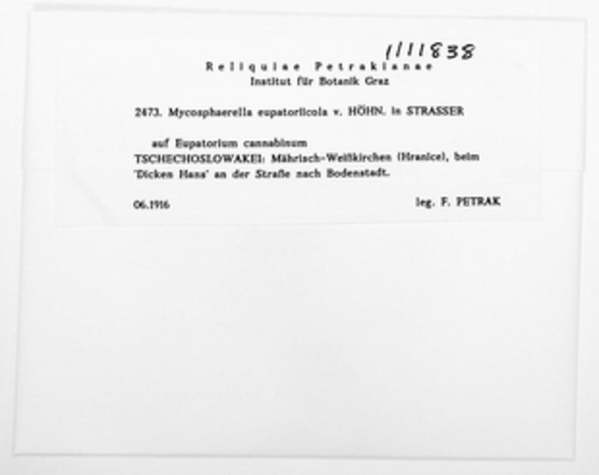 Mycosphaerella eupatoriicola image